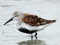 Dunlin