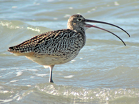 Eurasian Curlew