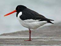 Eurasian Oystercatcher