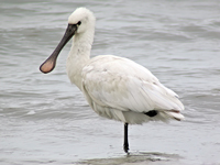 Eurasian Spoonbill