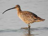 Far Eastern Curlew
