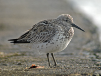 Great Knot