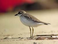 Greater Sand Plover