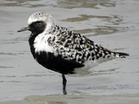 Grey Plover