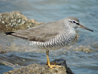 Grey-tailed Tattler