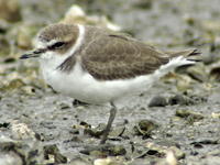 Kentish Plover