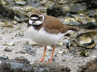 Little Ringed Plover