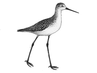 Marsh Sandpiper