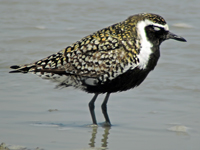 Pacific Golden Plover