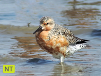 Red Knot