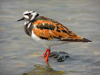 Ruddy Turnstone