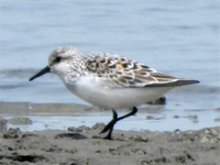 Sanderling