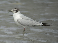 Saunders's Gull