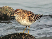 Sharp-tailed Sandpiper