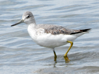 Terek Sandpiper
