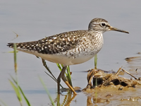 Wood Sandpiper