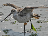 Bar-tailed Godwit