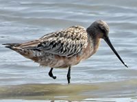 Bar-tailed Godwit