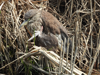 Black-crowned Night Heron