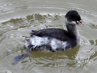 Black-necked Grebe