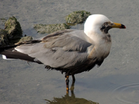 Black-tailed Gull