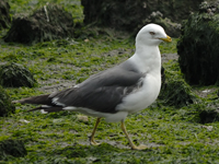 Black-tailed Gull