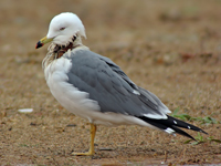 Black-tailed Gull
