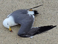 Black-tailed Gull