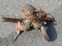 Common Pheasant