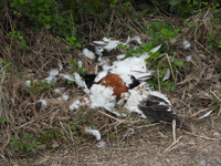 Common Shelduck