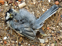 Eastern Great Tit