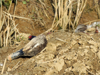 Eastern Spot-billed Duck