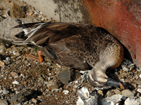 Eastern Spot-billed Duck