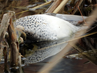Eurasian Teal