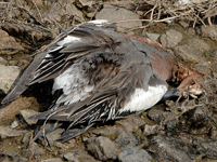 Eurasian Wigeon