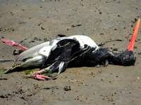 Far Eastern Oystercatcher