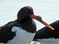 Far Eastern Oystercatcher