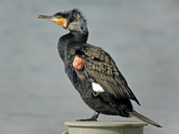 Great Cormorant