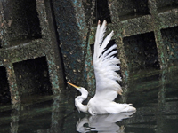 Great Egret