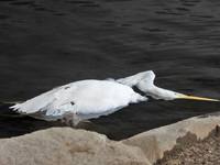 Great Egret