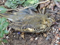 Olive-backed Pipit