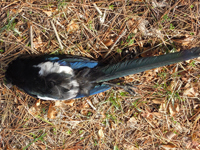 Oriental Magpie
