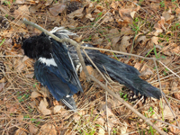 Oriental Magpie