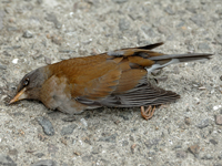 Pale Thrush
