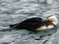 Red-throated Loon