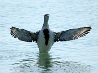 Red-throated Loon