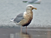 Taimyr Gull