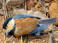 Varied Tit