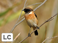 Amur Stonechat