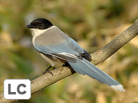 Azure-winged Magpie